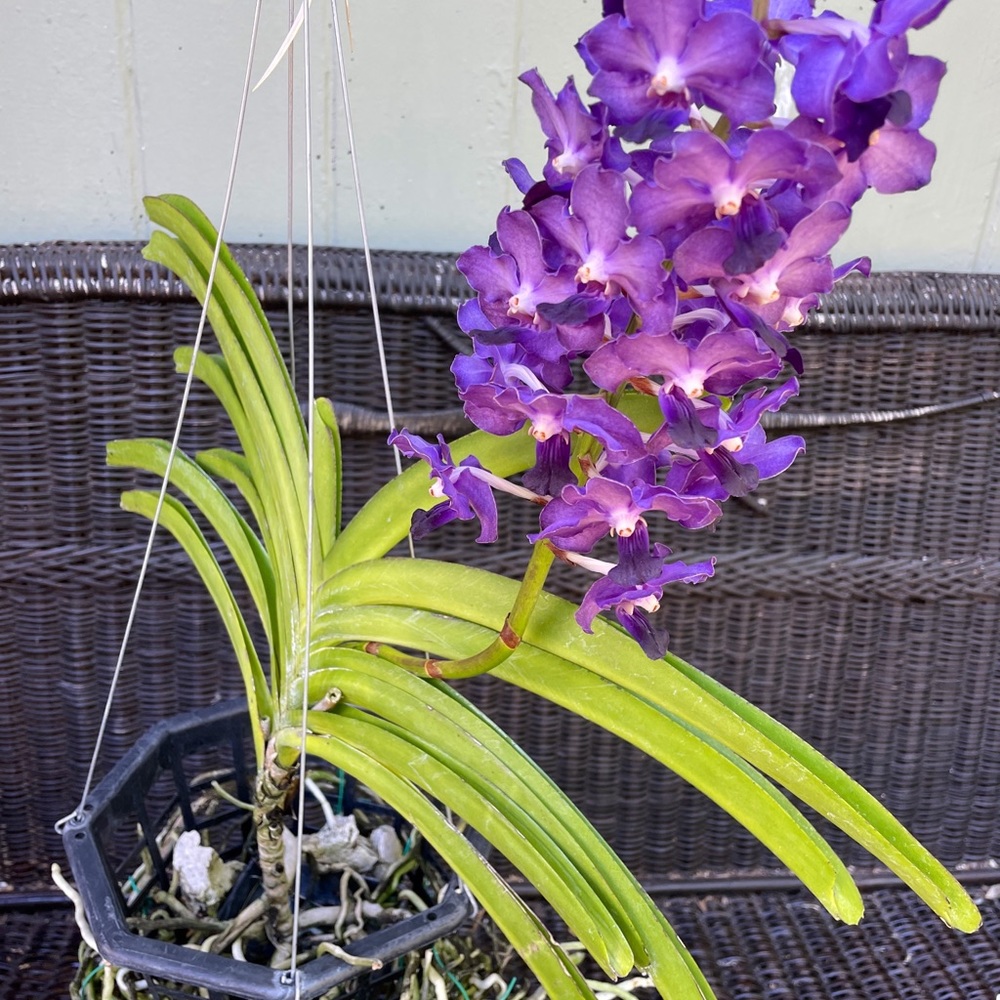 Rarest ! Collector’ dream Orchid plant no longer in bloom